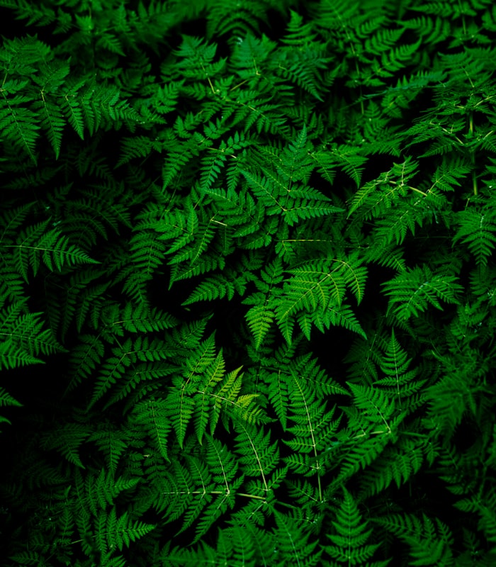 Droga przez las - powrót do równowagi z Blisko Natury