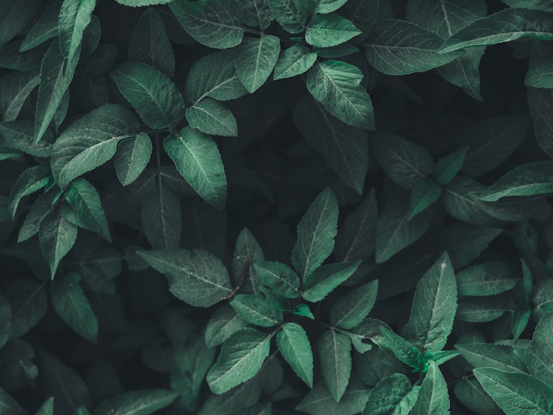 Zielone liście monstery — Blisko Natury - holistyczne podejście do zdrowia